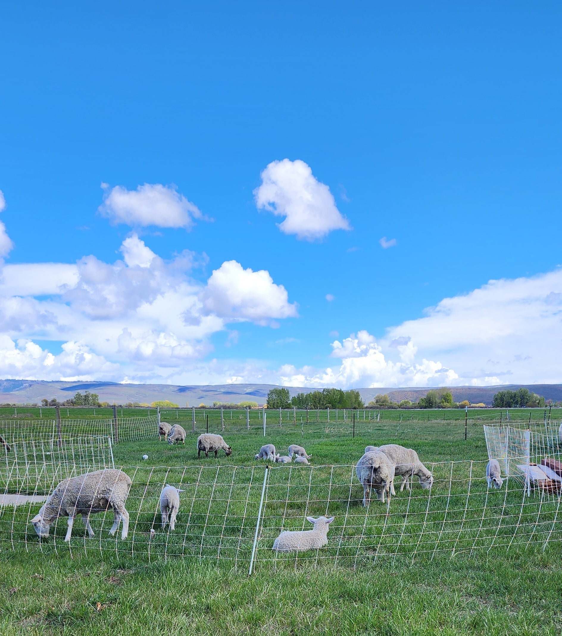 Lambing Time at Clark Farm Meat & Goods